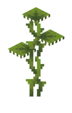 Молодой твердолист.png